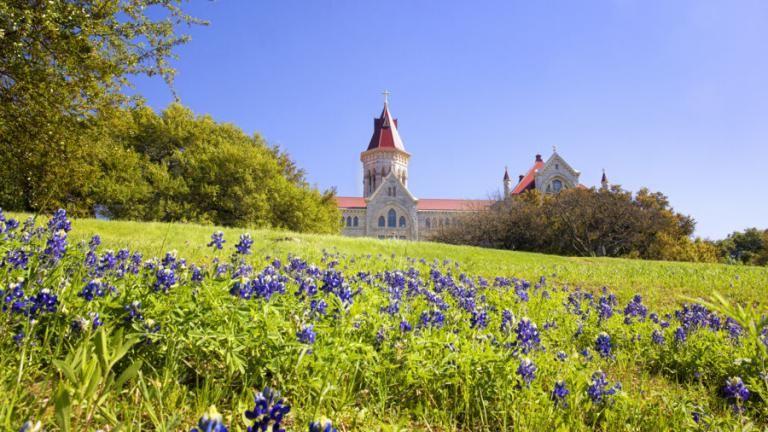 Bluebonnets on the hilltop